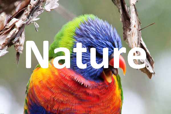 Photo of Rainbow Lorikeet as a button to open Nature Gallery on Steve Bennett photographer and website designer gallery